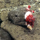 sea snail on coral